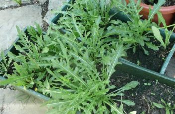 Rucola